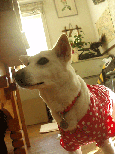 c0129702_21195824.gif