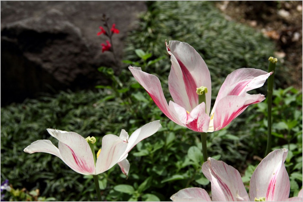 花盛りの植物園♪_d0123103_154416.jpg