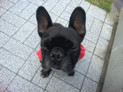 a0149304_15282630.gif
