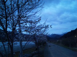 やっと桜が咲きました!_d0099708_12173464.jpg