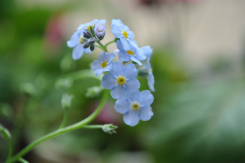 ワスレナグサと小さな野の花 花さんぽ