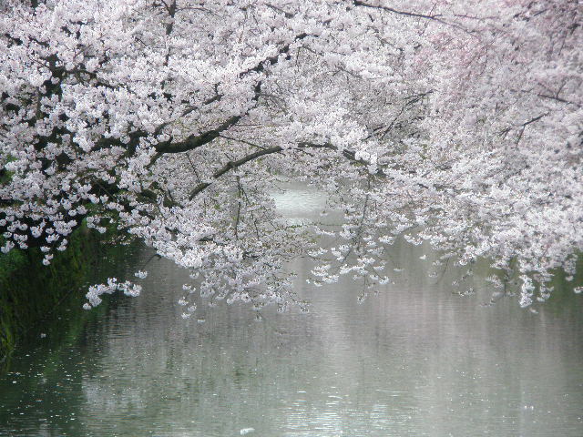 桜…・弘前城公園_f0190010_20514773.jpg