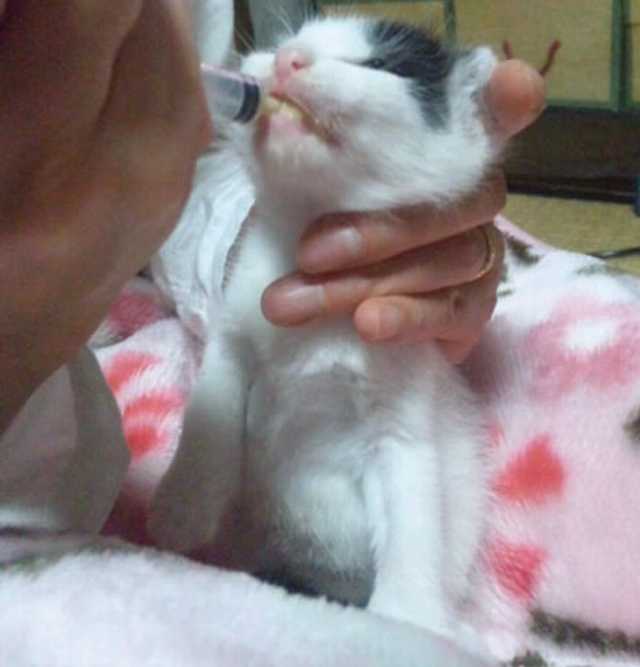 まん丸センター子猫_e0144012_12334132.jpg