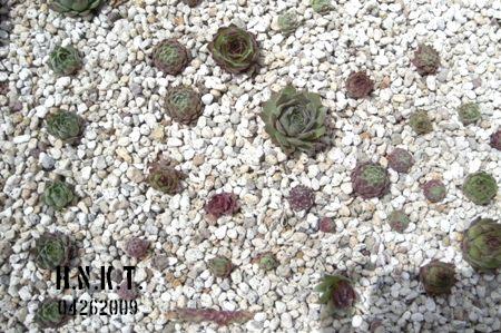 センペルビブムの植え替え方 ひなこたのタニクblog センペルビブムの植え替え方 ひなこたのタニクblog