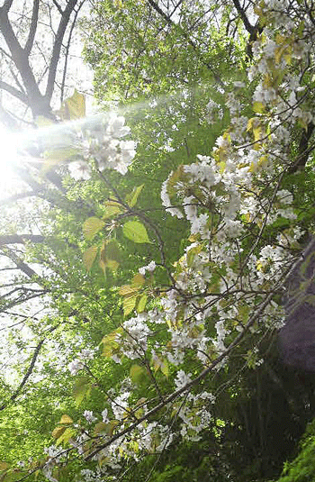 e0020214_1814519.gif