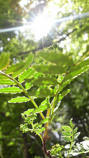 e0020214_18155153.gif