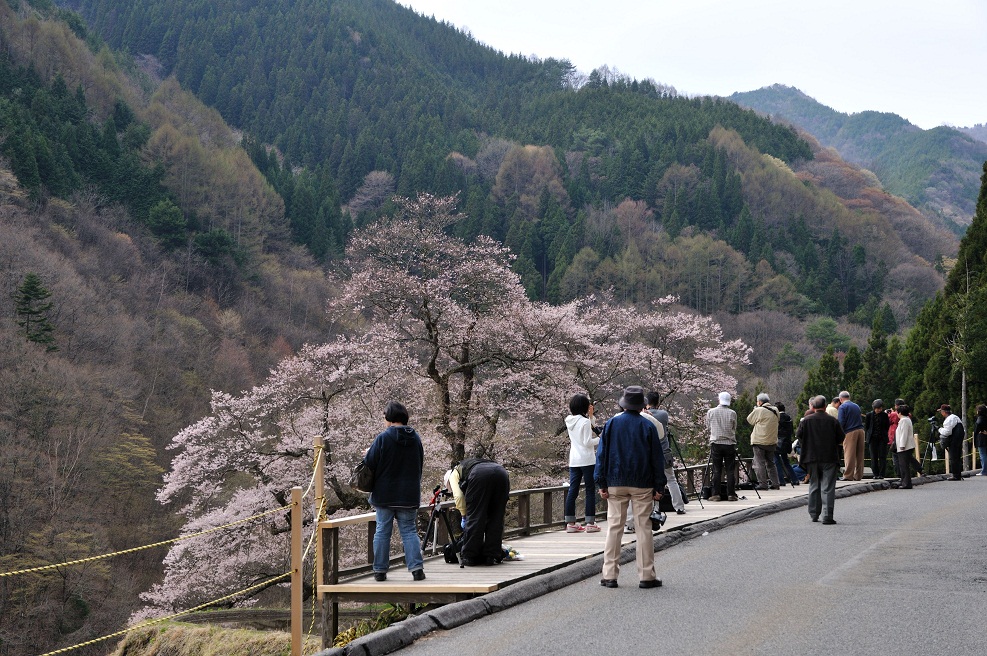 駒つなぎの桜_c0046520_221262.jpg