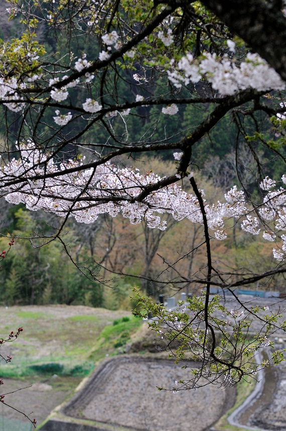 駒つなぎの桜_c0046520_221478.jpg