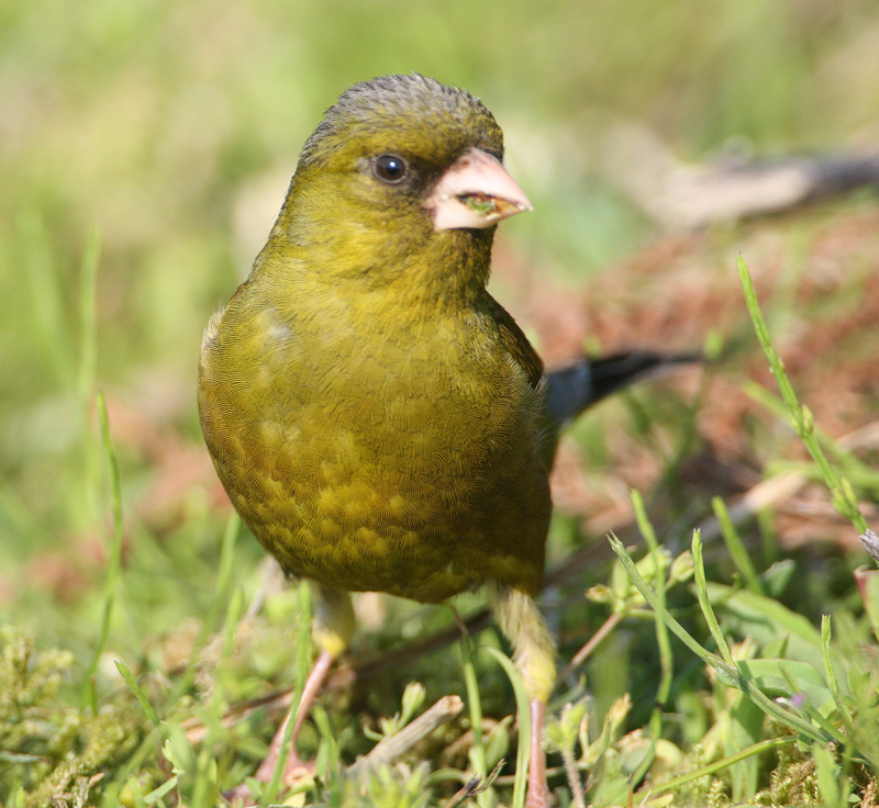 カワラヒワ Carduelis sinica_f0161823_626378.jpg