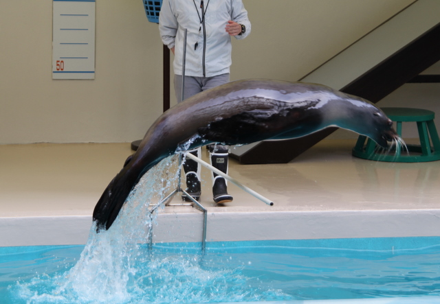 マリンピア松島水族館名物_f0221023_3135930.jpg