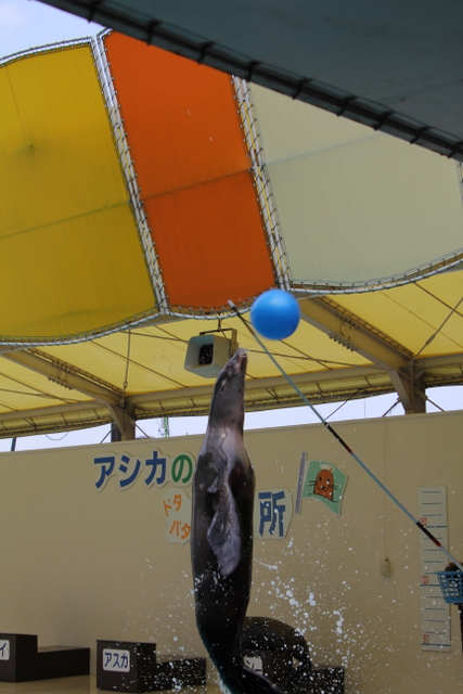 マリンピア松島水族館名物_f0221023_3135933.jpg