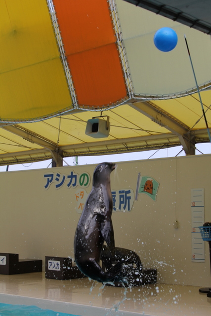 マリンピア松島水族館名物_f0221023_314068.jpg