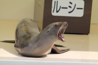 マリンピア松島水族館名物_f0221023_314198.jpg