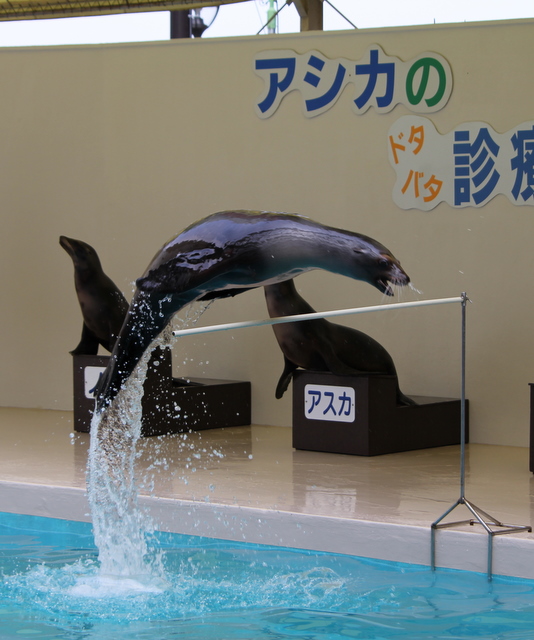 マリンピア松島水族館名物_f0221023_314233.jpg