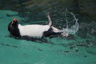 マリンピア松島水族館名物_f0221023_3233077.jpg