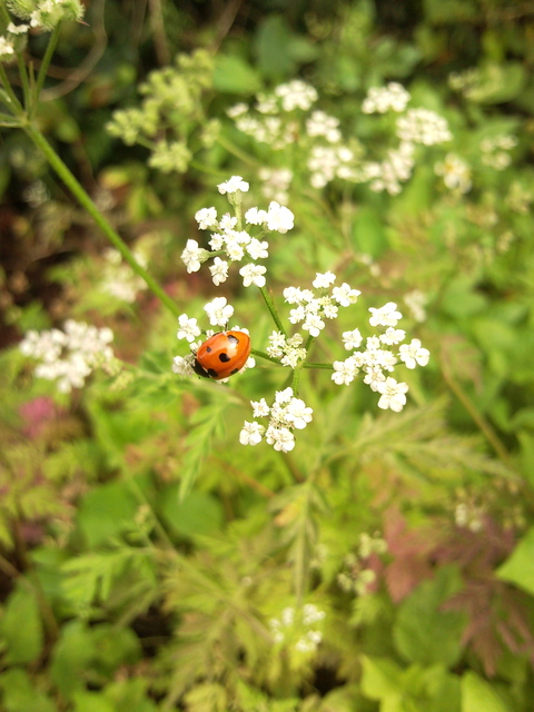 雨のあとの青い花_f0197325_11201892.jpg