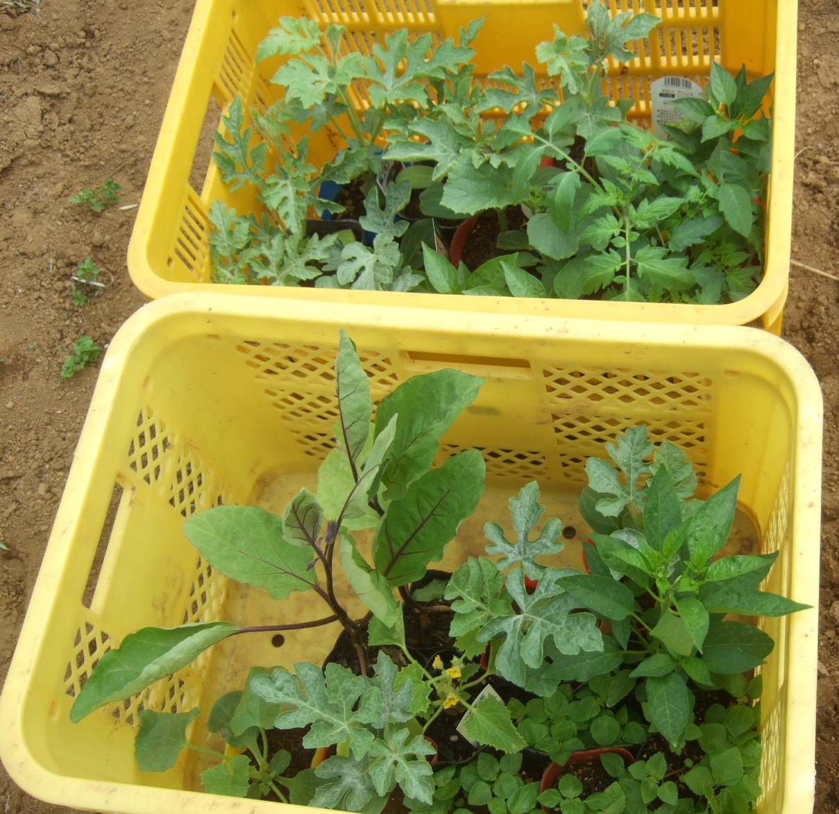 夏野菜の植え付け....スイカ、メロンなど_b0137932_13334565.jpg