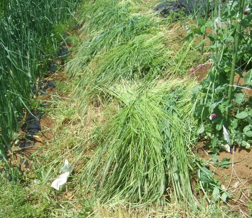 夏野菜の植え付け....スイカ、メロンなど_b0137932_13342378.jpg