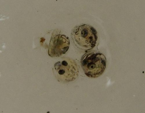 e0097534_13482647.jpg