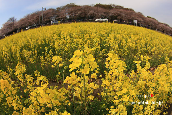 《花》　菜の花（2）　10-17mm魚眼　（市民の森）_c0080036_2353508.jpg