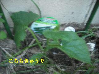 f0031037_2023483.jpg