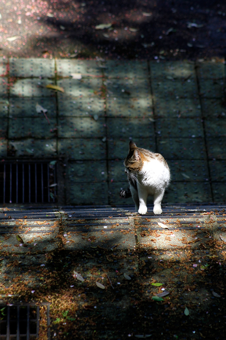野良猫_b0049843_21302652.jpg