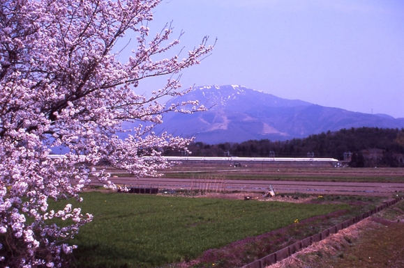 桜 ～前編～_b0210250_1113588.jpg