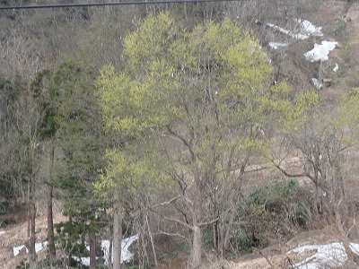 浦佐スキー場の雪が消えました_a0084753_8503617.jpg