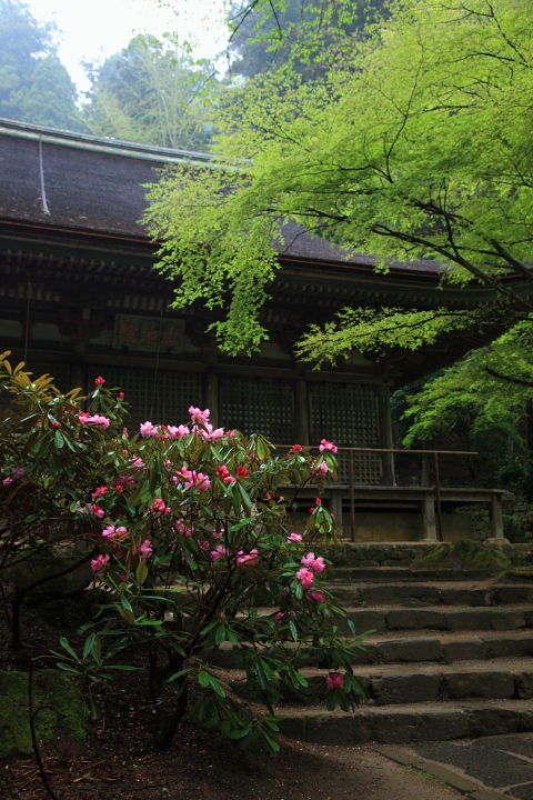 室生寺 石楠花 その2_a0176855_22484422.jpg