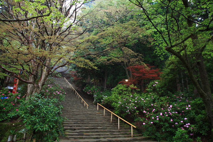 室生寺 石楠花 その2_a0176855_22515078.jpg