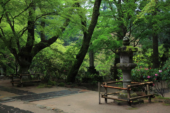 室生寺 石楠花 その2_a0176855_2257218.jpg