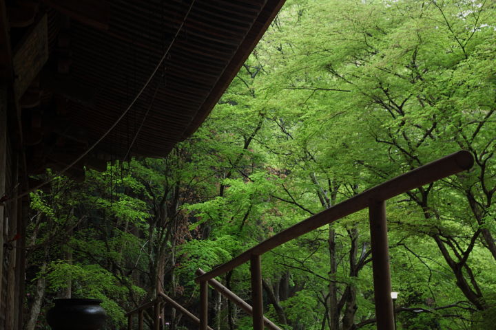 室生寺 石楠花 その2_a0176855_2257649.jpg