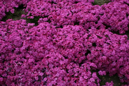 羊山公園の芝桜 （NAKA）_b0008058_9475227.jpg