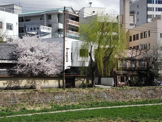 盛岡は “桜が満開”~“気分も満開”~“ウチのお庭”をご紹介しまっす! 編_c0177259_18495485.jpg