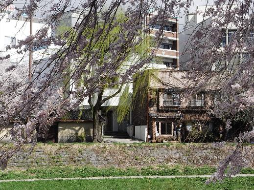 盛岡は “桜が満開”~“気分も満開”~“ウチのお庭”をご紹介しまっす! 編_c0177259_223195.jpg