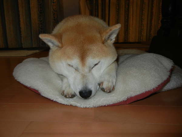 2011年5月2日(月)連休は忙しい!_f0060461_2232515.jpg