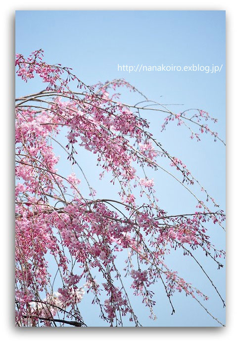 春の妙見神社・2_e0153963_1615265.jpg