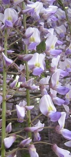 e0197164_1018876.jpg