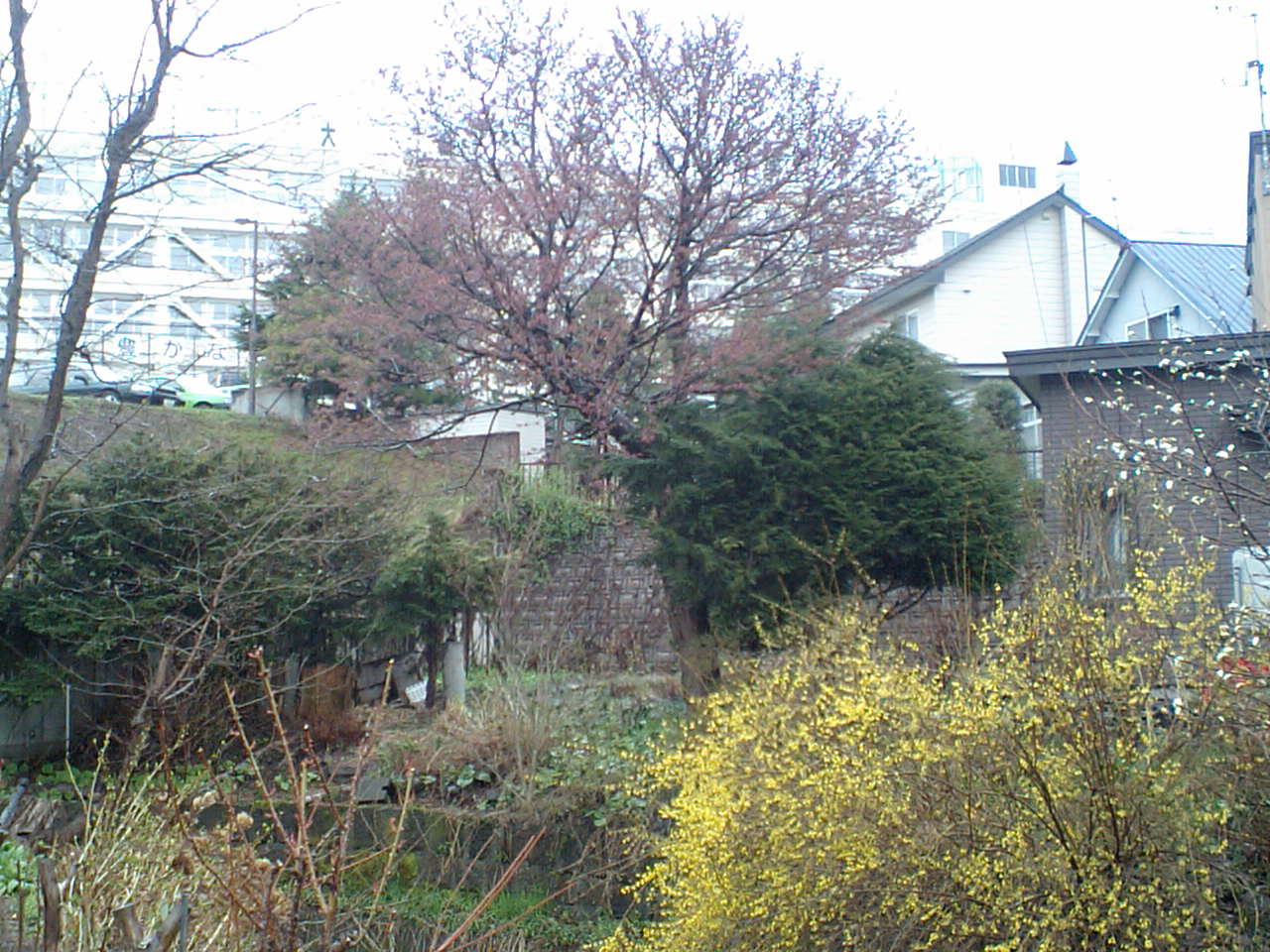 d0098665_1738528.jpg