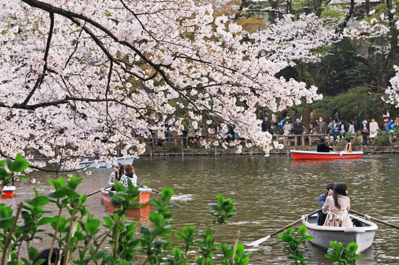 井の頭公園の春　その三_b0131167_10145157.jpg