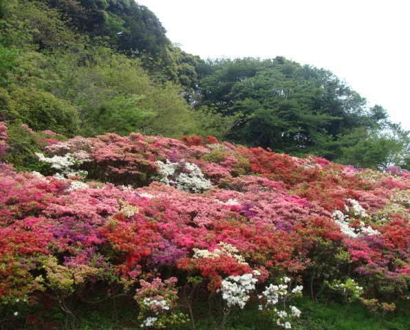 花之木公園とポピー_a0195373_05688.jpg