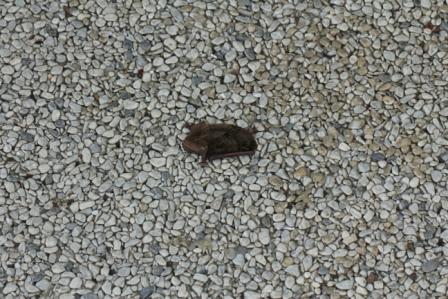 ★足元にはお気をつけて_e0046474_16585635.jpg