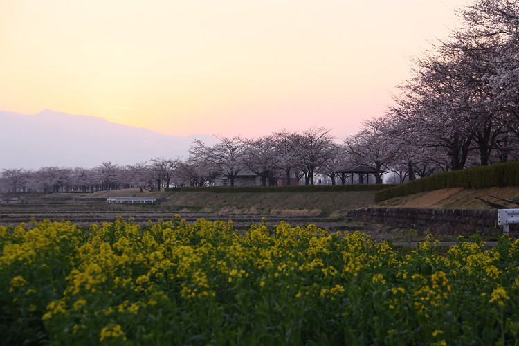 福島市内の桜　2011_e0088874_0385986.jpg