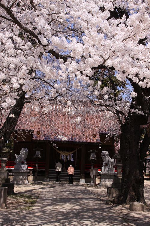 福島市内の桜　2011_e0088874_0445325.jpg