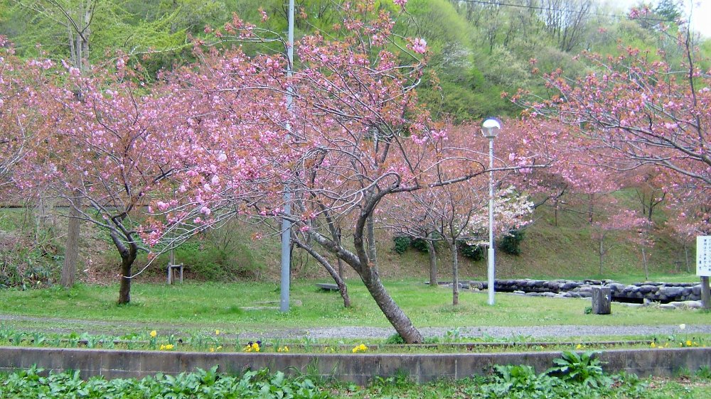 五智公園の八重桜！_e0065084_17453820.jpg