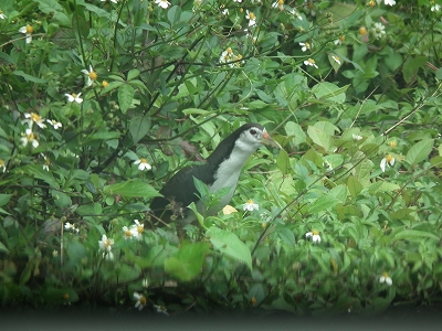 今日の鳥さん。_e0028387_23535953.jpg