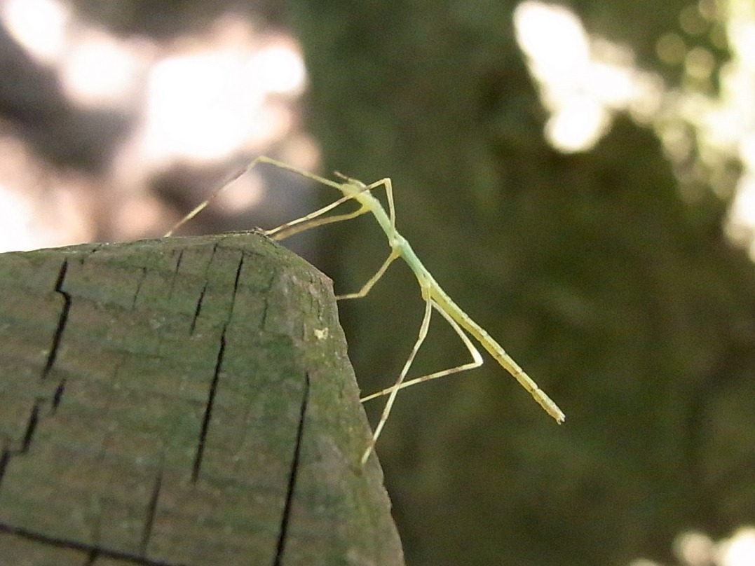 ナナフシの仲間の幼虫 写ればおっけー コンデジで虫写真