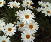 e0115693_18263212.jpg