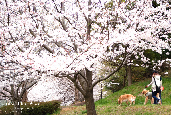 【wanこ】桜色 〜 ぷりんちゃん_f0054594_536191.jpg