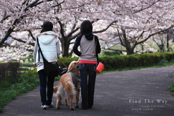 【wanこ】桜色 〜 ぷりんちゃん_f0054594_5382397.jpg